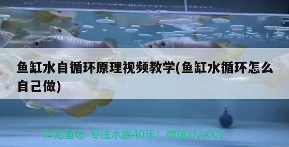 魚缸水自循環原理視頻教學(魚缸水循環怎么自己做)
