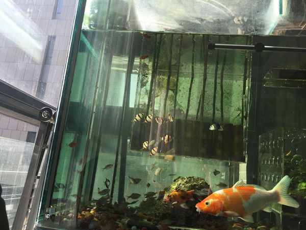 60的魚缸有必要拉筋嗎：\"魚缸拉筋的注意事項在拉筋的作用和方法