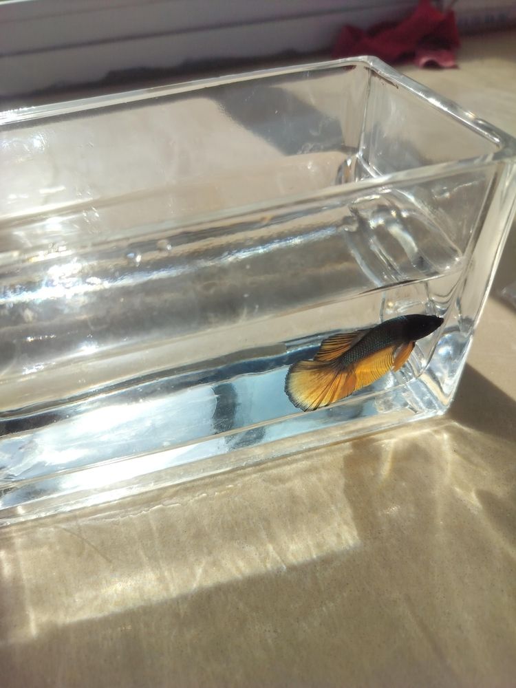 新品種——斗魚 新品種——斗魚 龍魚論壇 第1張