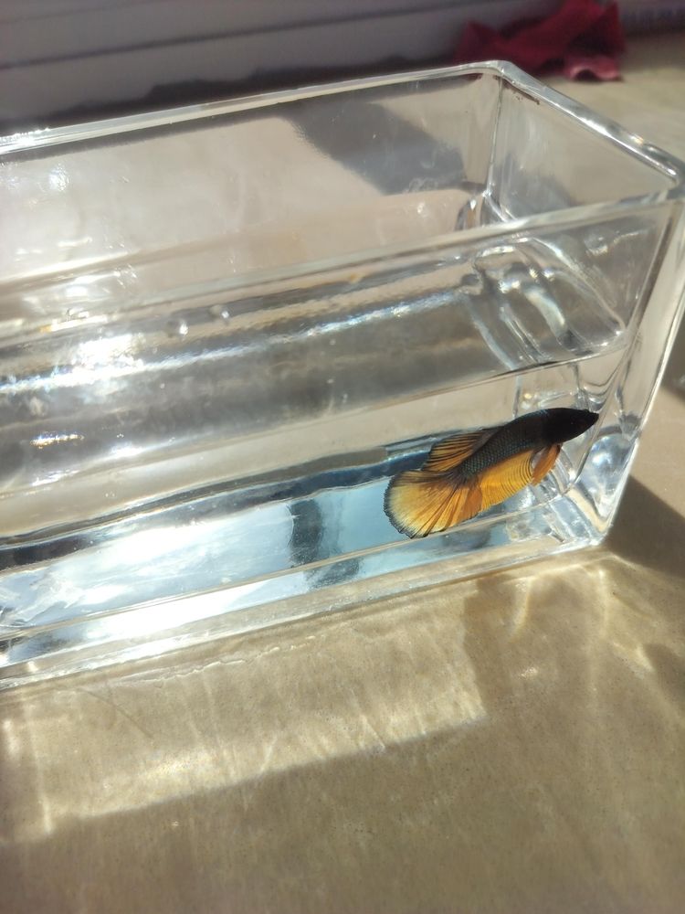 新品種——斗魚 新品種——斗魚 龍魚論壇 第2張