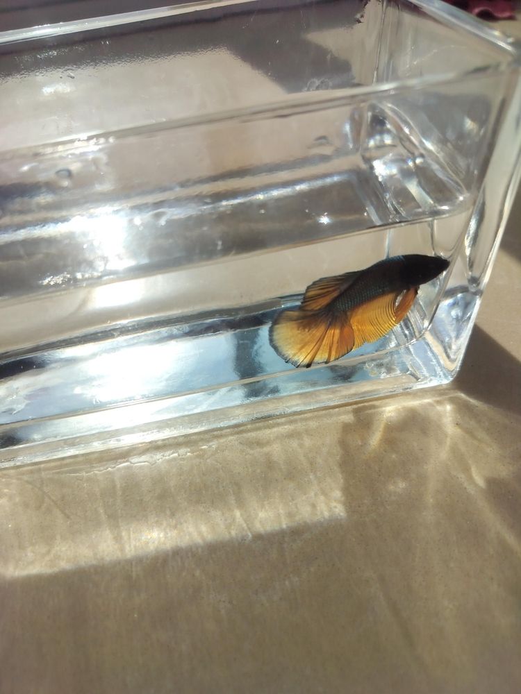 新品種——斗魚 新品種——斗魚 龍魚論壇 第4張