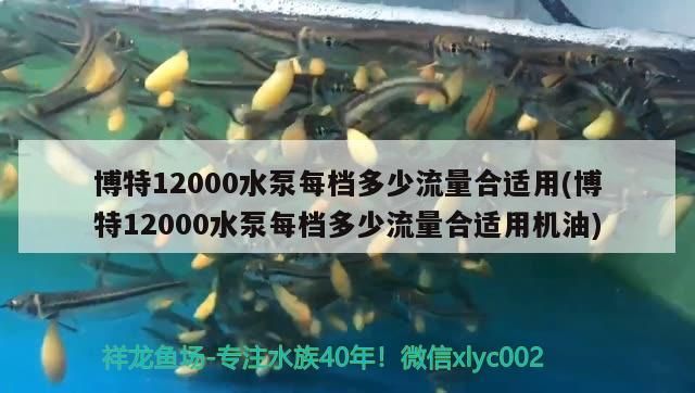 魚缸用增氧泵價格是多少:魚缸增氧機-xtrac增氧機-xtrac增氧機 博特12000水泵每檔多少流量合適用(博特12000水泵每檔多少流量合適用機油) 博特水族 博特12000水泵每檔多少流量合適用(博特12000水泵每檔多少流量合適用機油) 博特12000水泵每檔多少流量合適用(博特12000水泵每檔多少流量合適用機油) 博特水族