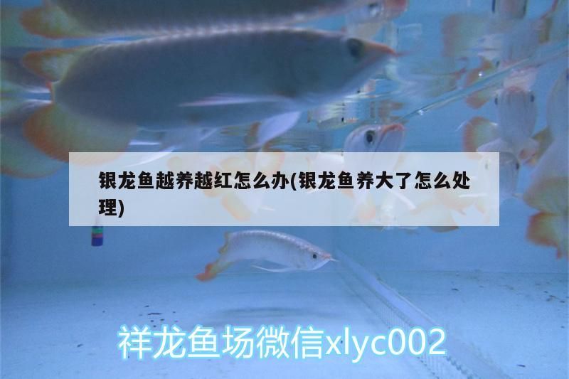 銀龍魚越養越紅怎么辦(銀龍魚養大了怎么處理) 銀龍魚越養越紅怎么辦(銀龍魚養大了怎么處理) 銀龍魚百科