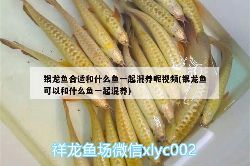 銀龍魚(yú)合適和什么魚(yú)一起混養(yǎng)呢視頻(銀龍魚(yú)可以和什么魚(yú)一起混養(yǎng))