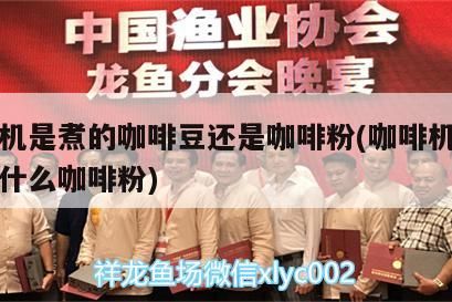 咖啡機(jī)是煮的咖啡豆還是咖啡粉(咖啡機(jī)煮咖啡用什么咖啡粉) 咖啡機(jī)是煮的咖啡豆還是咖啡粉(咖啡機(jī)煮咖啡用什么咖啡粉) 馬來(lái)西亞咖啡