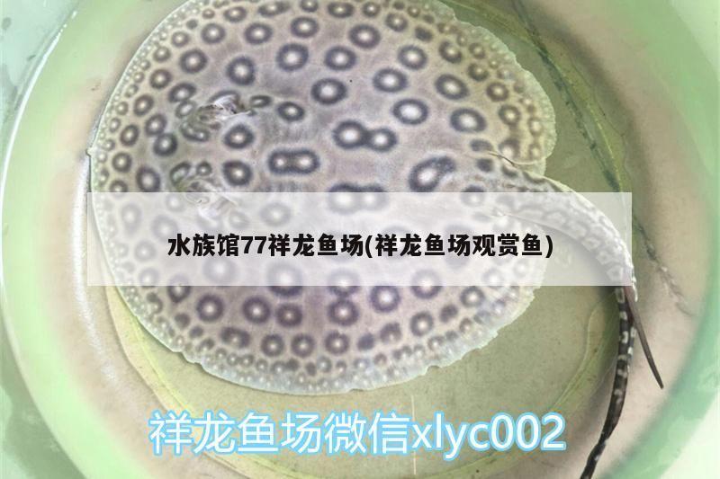 水族館77祥龍魚場(祥龍魚場觀賞魚)
