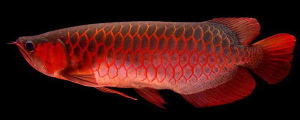 紅龍魚(yú)水溫30度咋樣：紅龍魚(yú)冷水處理方法紅龍魚(yú)冷水處理方法 紅龍魚(yú)水溫30度咋樣：紅龍魚(yú)冷水處理方法紅龍魚(yú)冷水處理方法 紅龍魚(yú)百科 第5張