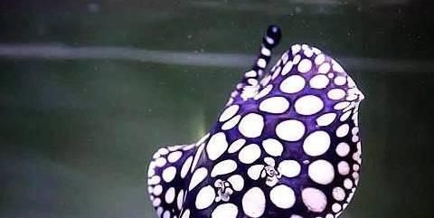 魟魚多久可以長到25斤：魟魚多久能長到25斤