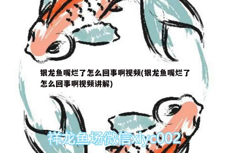 銀龍魚嘴爛了怎么回事啊視頻(銀龍魚嘴爛了怎么回事啊視頻講解)