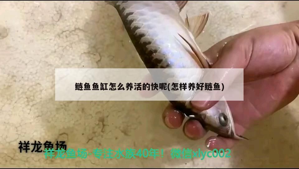 飼料 鰱魚魚缸怎么養活的快呢(怎樣養好鰱魚) 金龍魚百科 鰱魚魚缸怎么養活的快呢(怎樣養好鰱魚) 鰱魚魚缸怎么養活的快呢(怎樣養好鰱魚) 金龍魚百科