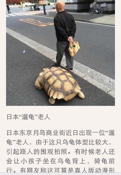 豬鼻龜認識主人嗎視頻講解大全：豬鼻龜認識主人一年能長3-5cm,豬鼻龜認識主人嗎 豬鼻龜認識主人嗎視頻講解大全：豬鼻龜認識主人一年能長3-5cm,豬鼻龜認識主人嗎 豬鼻龜百科 第7張