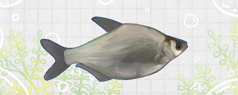 武昌魚有牙齒嗎有刺嗎 武昌魚有牙齒嗎有刺嗎 九鼎魚缸