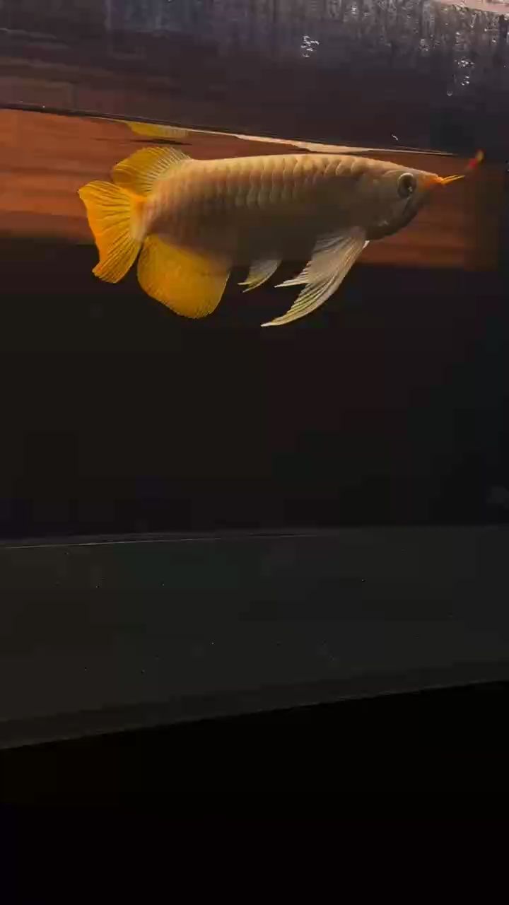 新品的。晚安了