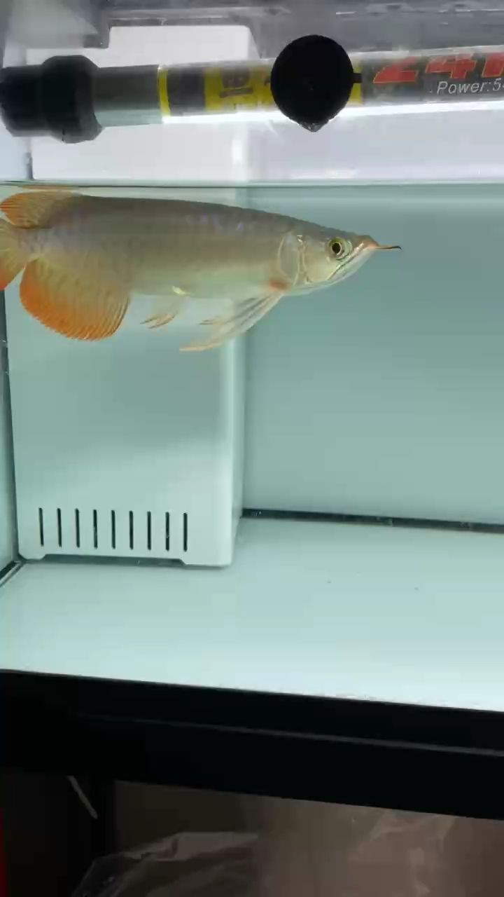 聽說這種后三鰭的小紅龍很少