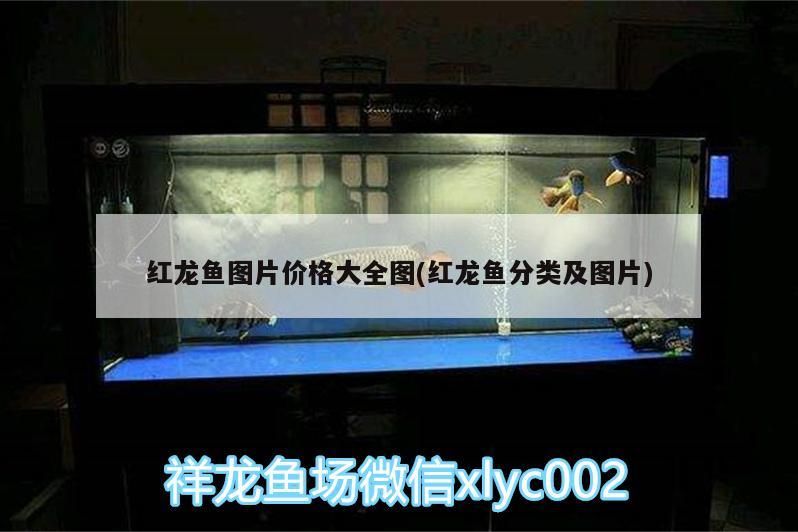 金龍魚(yú)養(yǎng)在家里哪里好（金龍魚(yú)養(yǎng)在家里哪里好呢） 金龍魚(yú)養(yǎng)在家里哪里好（金龍魚(yú)養(yǎng)在家里哪里好呢） 黃金貓魚(yú)百科 第3張