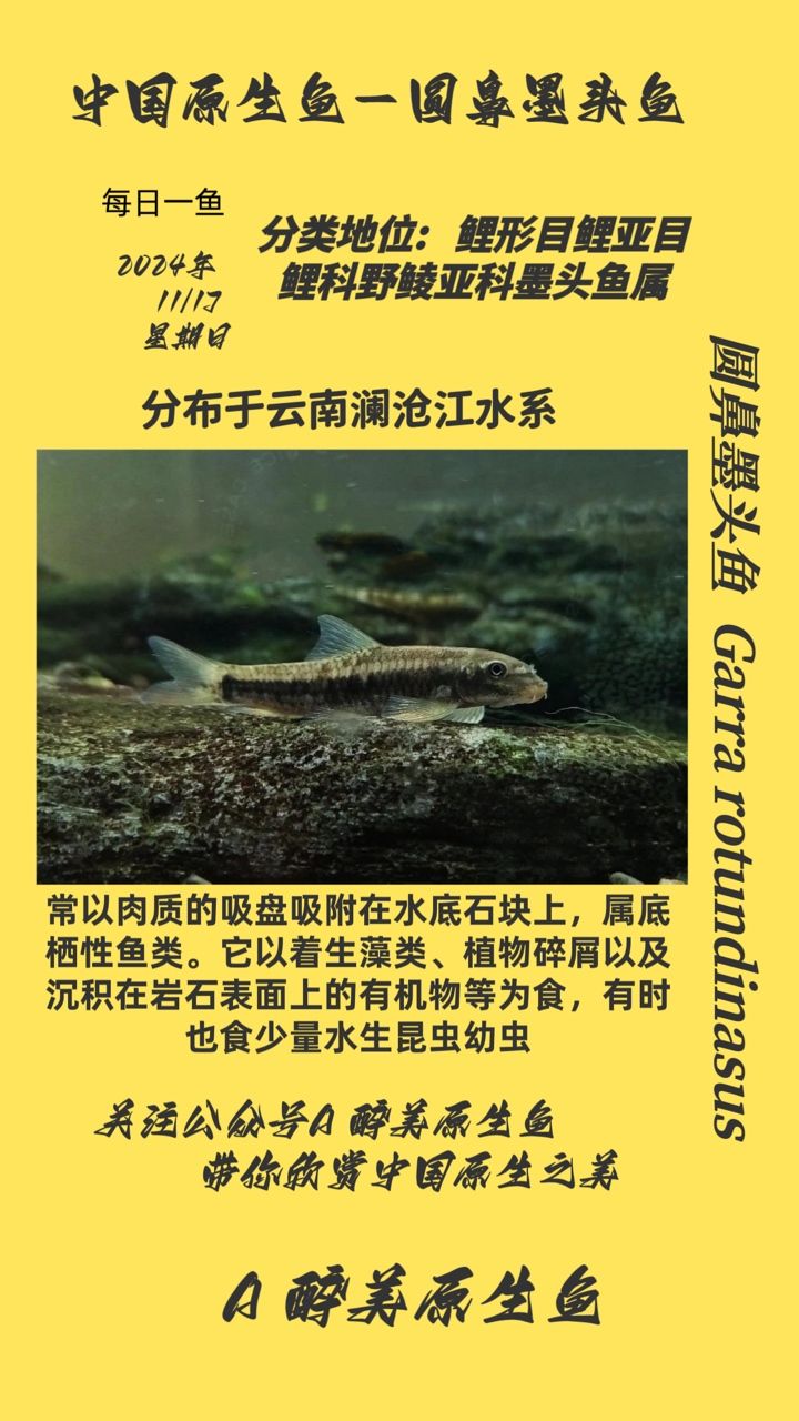 圓鼻墨頭魚(yú) 圓鼻墨頭魚(yú) 龍魚(yú)論壇