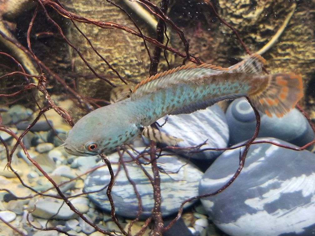魚缸凈水劑什么品牌好用：魚缸凈水劑哪種好 魚缸凈水劑什么品牌好用：魚缸凈水劑哪種好 iwish愛唯希品牌魚缸