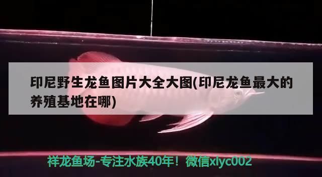 印尼野生龍魚圖片大全大圖(印尼龍魚最大的養殖基地在哪)