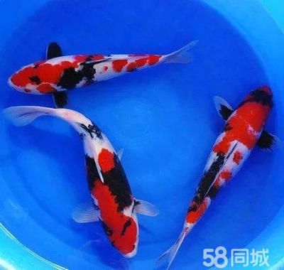 觀賞魚批發(fā)網(wǎng)官網(wǎng)（全球最大的觀賞魚批發(fā)市場全球最大觀賞魚批發(fā)市場之一） 觀賞魚批發(fā)網(wǎng)官網(wǎng)（全球最大的觀賞魚批發(fā)市場全球最大觀賞魚批發(fā)市場之一） 九鼎魚缸 第1張