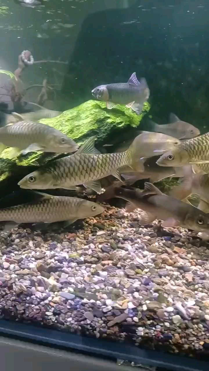 鸚鵡魚和銀龍魚混養怎樣喂食 越來越漂亮了 龍魚論壇 越來越漂亮了 越來越漂亮了 龍魚論壇