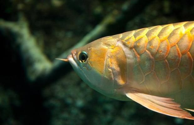怎么選紅龍魚(yú)最好