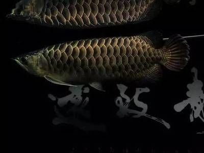 龍虎魟搭配數(shù)量：龍虎魟搭配數(shù)量決定魚缸的重要因素，魚缸尺寸決定多少條魚的重要因素 龍虎魟搭配數(shù)量：龍虎魟搭配數(shù)量決定魚缸的重要因素，魚缸尺寸決定多少條魚的重要因素 魟魚百科 第3張
