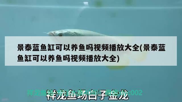 景泰藍(lán)魚(yú)缸可以養(yǎng)魚(yú)嗎視頻播放大全(景泰藍(lán)魚(yú)缸可以養(yǎng)魚(yú)嗎視頻播放大全)