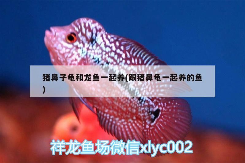 羅漢魚 豬鼻子龜和龍魚一起養(yǎng)(跟豬鼻龜一起養(yǎng)的魚) 豬鼻龜百科 豬鼻子龜和龍魚一起養(yǎng)(跟豬鼻龜一起養(yǎng)的魚) 豬鼻子龜和龍魚一起養(yǎng)(跟豬鼻龜一起養(yǎng)的魚) 豬鼻龜百科