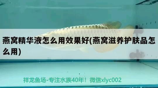 龍魚多少度的水溫會死vs祥龍魚場：水溫對龍魚的影響