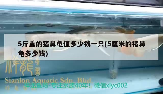 詳細(xì)閱讀:5斤重的豬鼻龜值多少錢一只(5厘米的豬鼻龜多少錢) 5斤重的豬鼻龜值多少錢一只(5厘米的豬鼻龜多少錢)