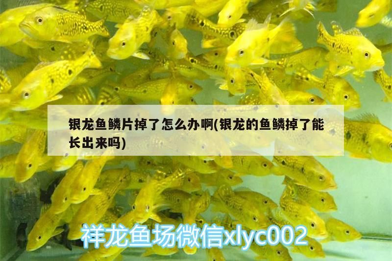 銀龍魚鱗片掉了怎么辦啊(銀龍的魚鱗掉了能長出來嗎) 銀龍魚鱗片掉了怎么辦啊(銀龍的魚鱗掉了能長出來嗎) 銀龍魚百科