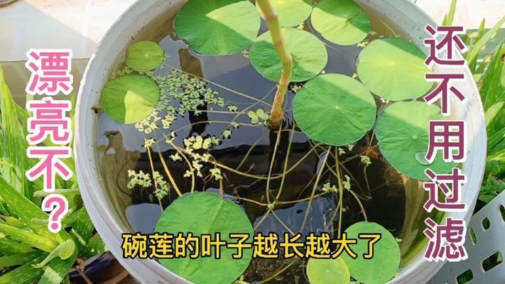 魚缸養什么不用過濾，如何養護無過濾魚缸陶粒養魚的具體操作
