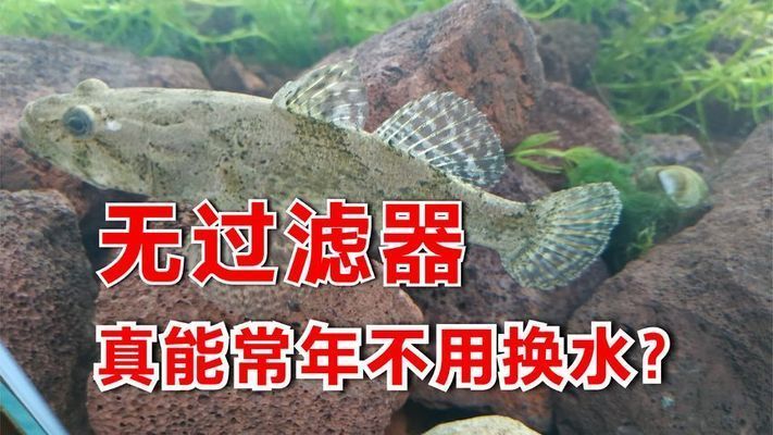 魚缸養什么不用過濾，如何養護無過濾魚缸陶粒養魚的具體操作