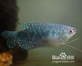 龍魚缸多深合適vs祥龍魚場：祥龍魚場龍魚缸深度對水質影響，龍魚缸尺寸與飼養密度