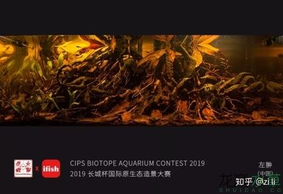 80x40x40的魚缸：80x40x40x40x40魚缸價格估算大約1160元左右 80x40x40的魚缸：80x40x40x40x40魚缸價格估算大約1160元左右 魚缸百科 第3張