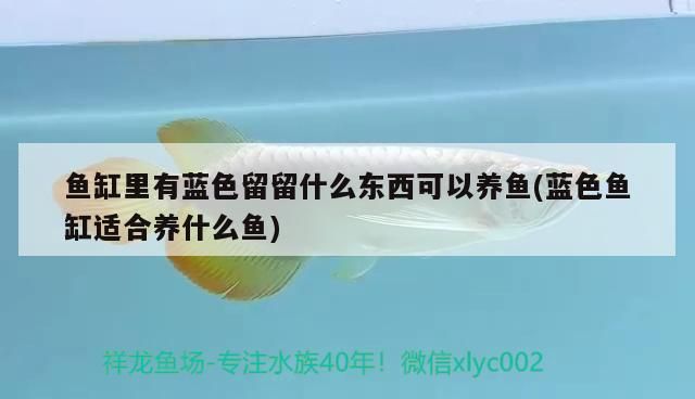 魚缸里有藍色留留什么東西可以養魚(藍色魚缸適合養什么魚)