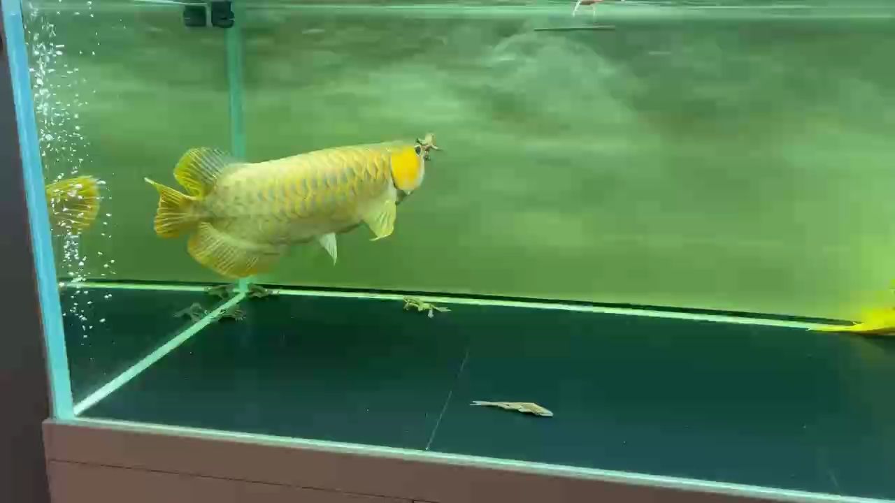 林蛙自助 林蛙自助 龍魚論壇