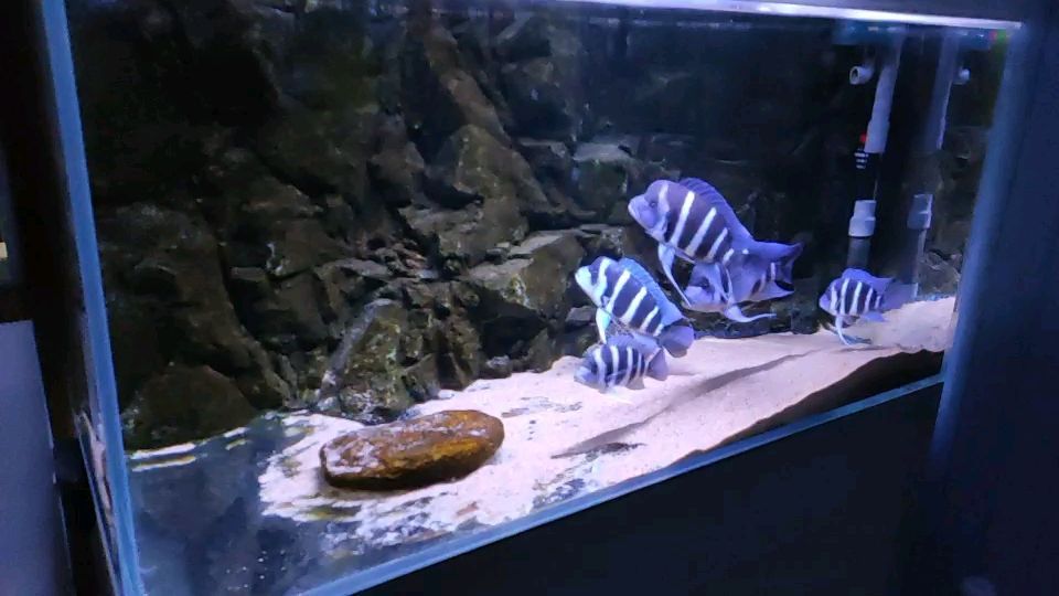 森森魚缸改直角溢流 森森魚缸改直角溢流 森森魚缸