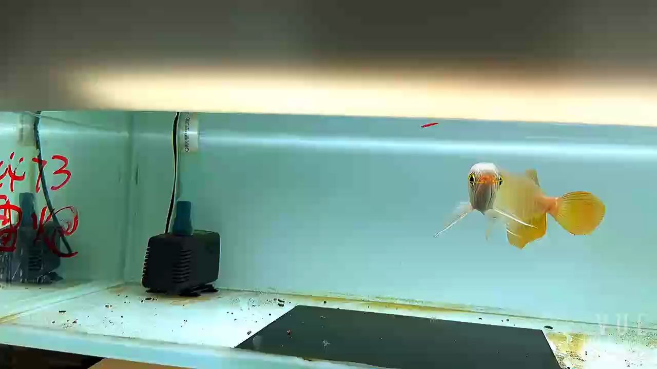 金龍魚是很難養的魚，需要注意以下幾點，金龍魚怎么養，