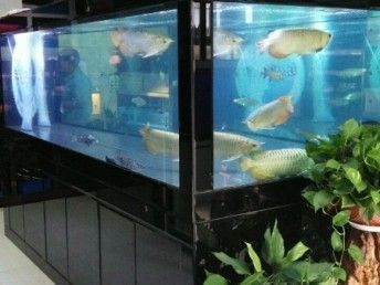 魟魚進(jìn)缸多久算穩(wěn)定期:魟魚進(jìn)缸后多久算穩(wěn)定期 魟魚百科 第1張 魟魚進(jìn)缸多久算穩(wěn)定期:魟魚進(jìn)缸后多久算穩(wěn)定期 魟魚進(jìn)缸多久算穩(wěn)定期:魟魚進(jìn)缸后多久算穩(wěn)定期 魟魚百科 第1張