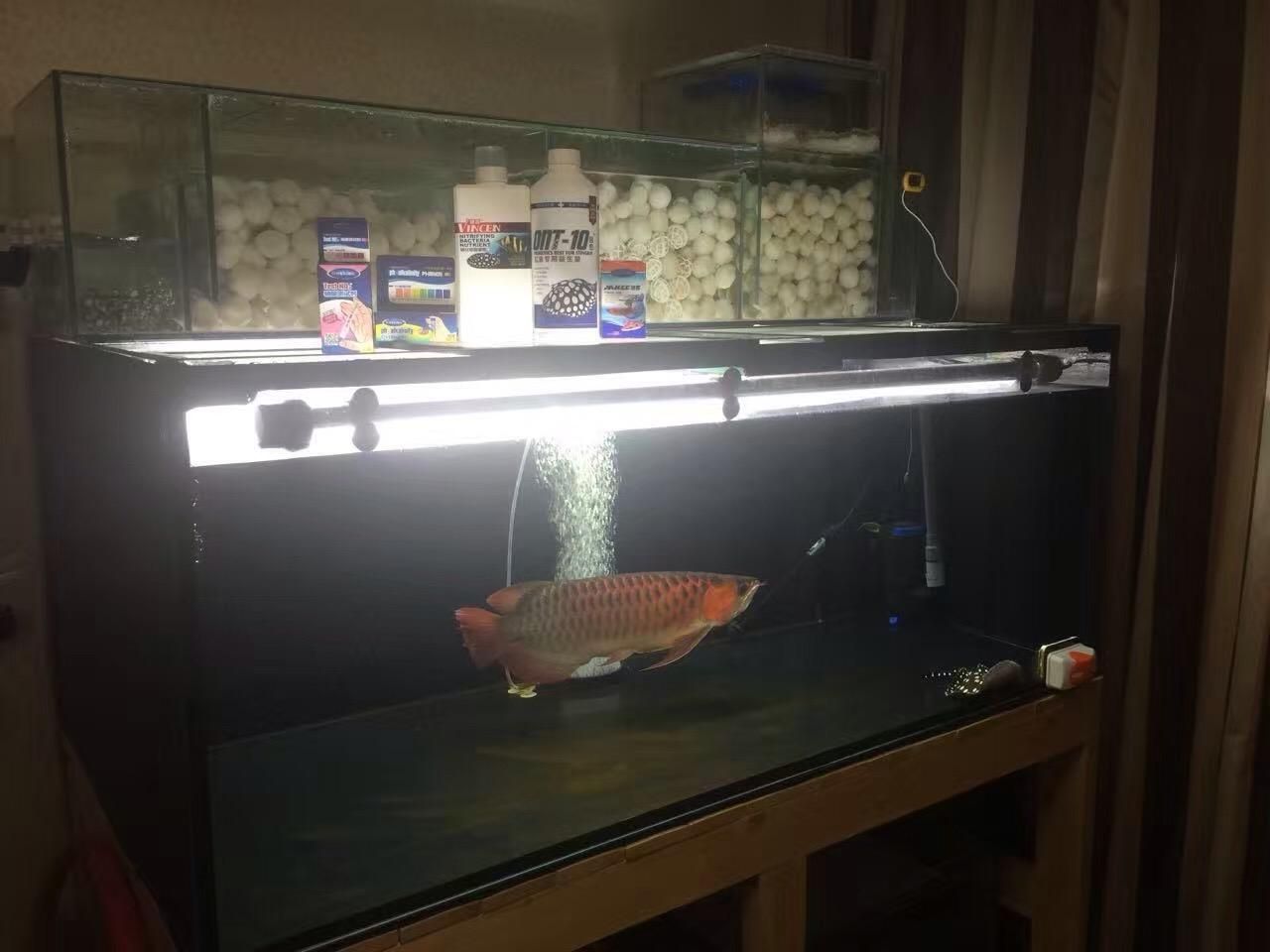 魟魚進(jìn)缸多久算穩(wěn)定期:魟魚進(jìn)缸后多久算穩(wěn)定期 魟魚百科 第2張 魟魚進(jìn)缸多久算穩(wěn)定期:魟魚進(jìn)缸后多久算穩(wěn)定期 魟魚進(jìn)缸多久算穩(wěn)定期:魟魚進(jìn)缸后多久算穩(wěn)定期 魟魚百科 第2張