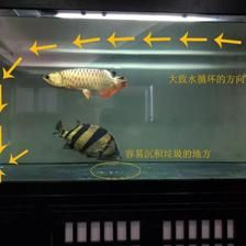魟魚進(jìn)缸多久算穩(wěn)定期：魟魚進(jìn)缸后多久算穩(wěn)定期 魟魚進(jìn)缸多久算穩(wěn)定期：魟魚進(jìn)缸后多久算穩(wěn)定期 魟魚百科 第3張