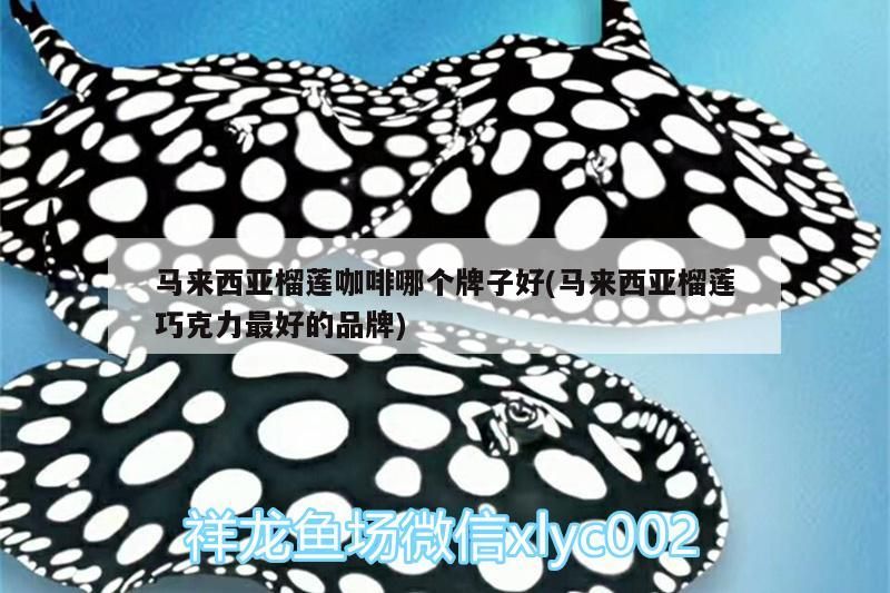 馬來西亞榴蓮咖啡哪個牌子好(馬來西亞榴蓮巧克力最好的品牌)