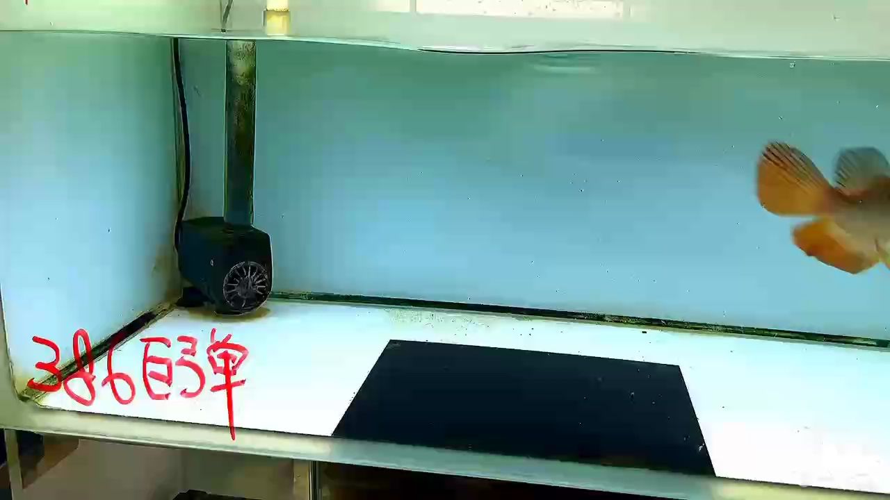 這個尺寸這樣的大炮彈是不是很吸引