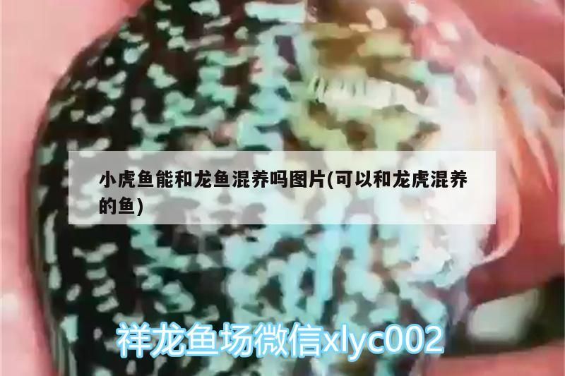 小虎魚能和龍魚混養(yǎng)嗎圖片(可以和龍虎混養(yǎng)的魚)