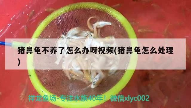 豬鼻龜不養了怎么辦呀視頻(豬鼻龜怎么處理)
