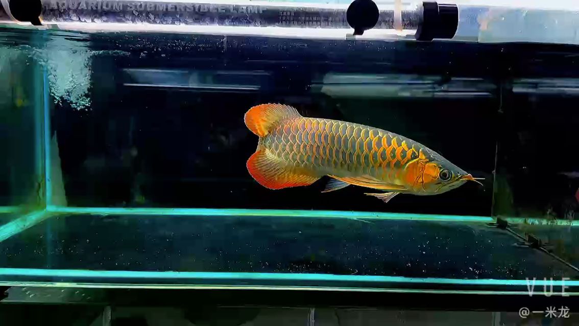 給大魚缸換水的作文:體驗給大魚缸換水的樂趣:體驗給大魚缸換水:給大魚缸換水的作文 尺寸相對大的雷塔 龍魚論壇 尺寸相對大的雷塔 尺寸相對大的雷塔 龍魚論壇