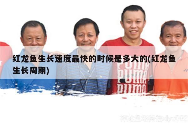 龍魚莫名其妙撞缸怎么辦vs祥龍魚場：如何防止龍魚撞缸 龍魚莫名其妙撞缸怎么辦vs祥龍魚場：如何防止龍魚撞缸 vs祥龍魚場 第15張
