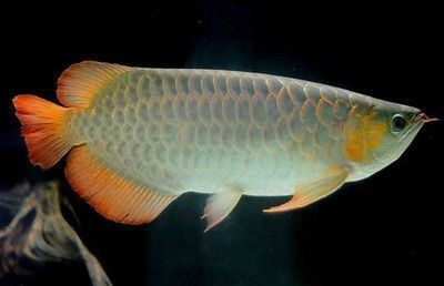 自家養的紅龍魚死了可以吃嗎：紅龍魚死后可以食用嗎