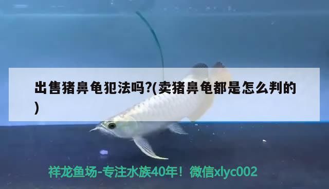 出售豬鼻龜犯法嗎?(賣豬鼻龜都是怎么判的)